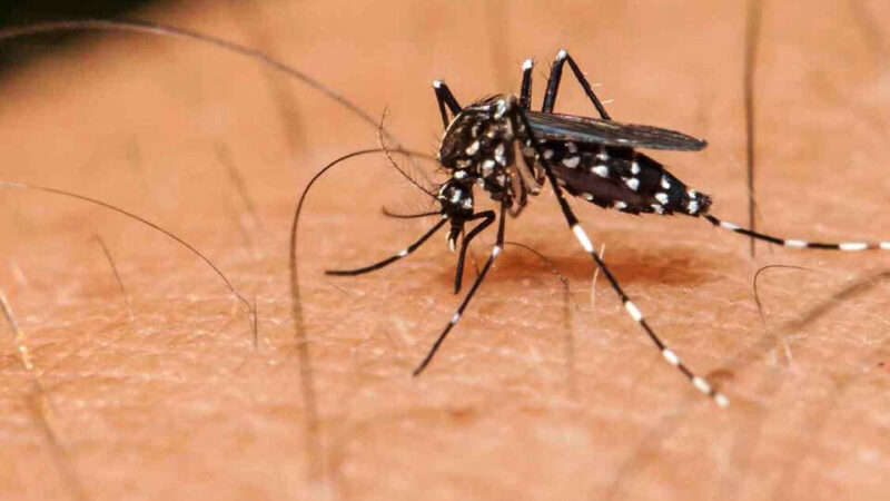 Confirman 8.000 casos de dengue en 13 jurisdicciones y más de 500 de chikungunya
