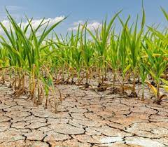 Sequía: las pérdidas reestimadas en la cosecha de soja y maíz superan los US$19 mil millones